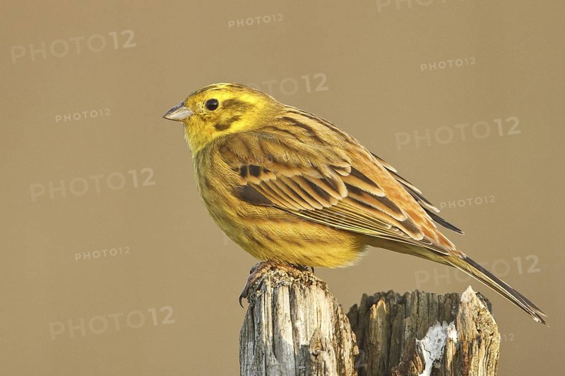 Yellowhammer (Emberiza citrinella) male, Rhineland-Palatinate, Germany