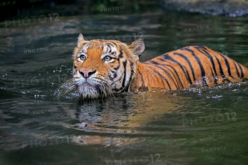 Malaysia tiger (Panthera tigris jacksoni), adult, in water, swimming, Malaysia, Southeast Asia