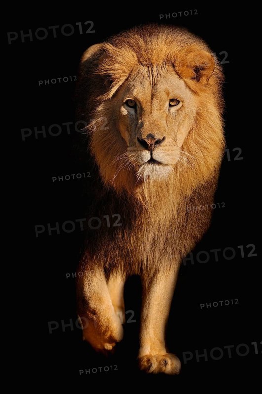 African lion (Pathera leo), male, captive, occurrence in Africa