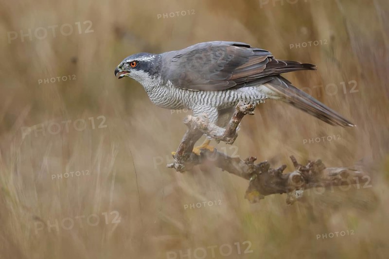 A female Northern Goshawk perched on a branch, displaying its distinctive plumage. The background features a blurred, natural setting