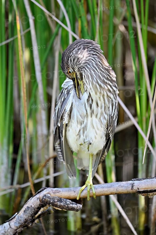 Night heron (Nycticorax nycticorax), young bird sitting on a branch, Canton of Neuchâtel, Switzerland