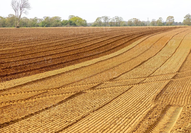 Field of furrows in sandy soil prepared for planting potato crop, Shottisham, Suffolk Sandlings, Suffolk, England, UK