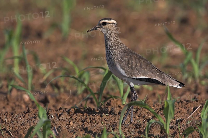 Sociable Lapwing (Vanellus gregarius), Oman