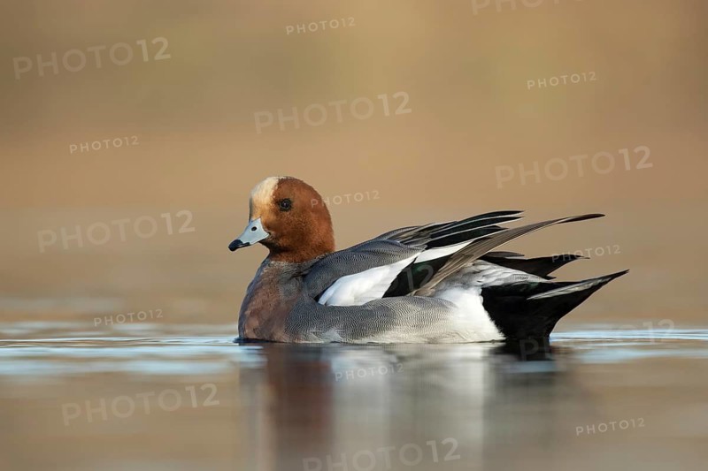 Smient laag standpunt, Eurasian Wigeon low point of view
