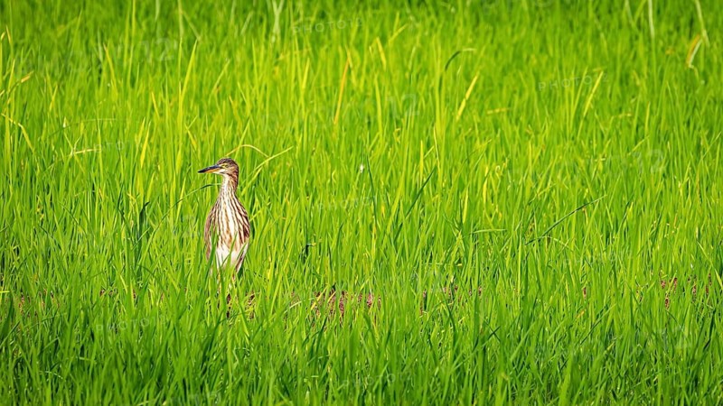 A lone bird stands in the tall, green grass, radiating peace and closeness to nature, a paddy heron near Sigiriya in Sri Lanka (Ardeola grayii)
