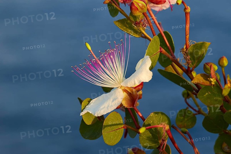 Caper flower (Flos capparis), close-up of a white flower with pink stamens against a blue background, morning light, Tsichli Babas islet, Navarino Bay, Pylos, Peloponnese, Greece