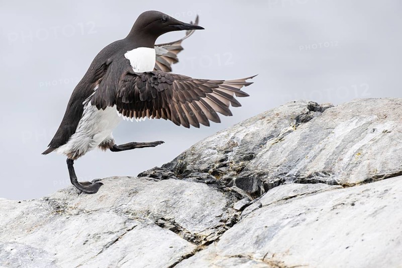 Guillemot (Uria aalge), adult bird walking with outstretched wings on stone slab, Hornøya Island, Vardø, Varanger, Finnmark, Norway