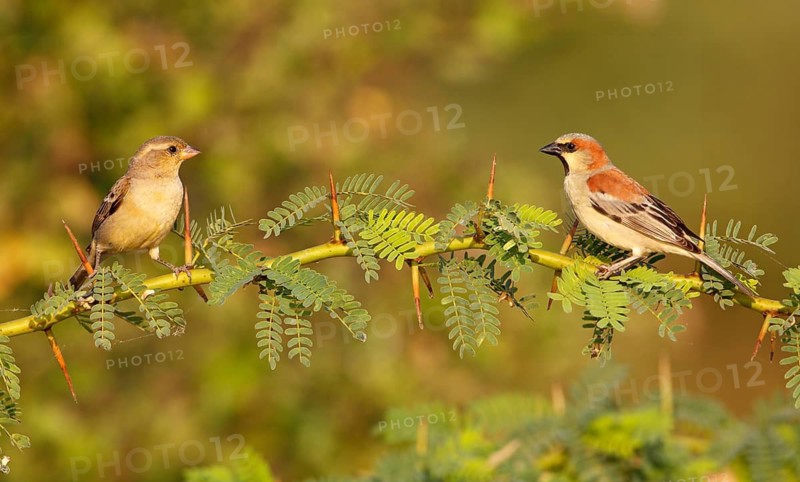 Plain-backed Sparrow (Passer flaveolus) pair, Thailand