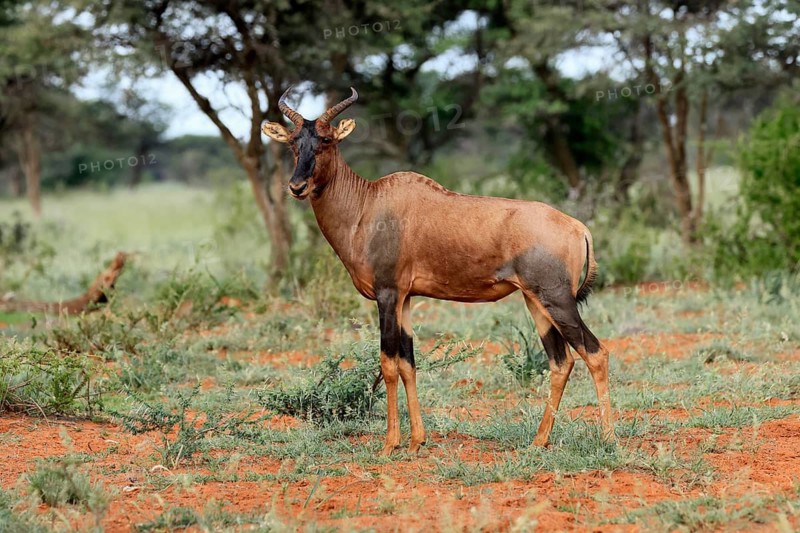 Tsessebe (Damaliscus lunatus), lyrebird, crescent moon antelope, adult, alert, Mokala National Park, Northern Cape, South Africa