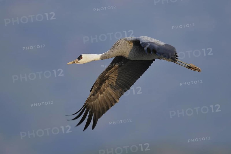 Hooded Crane (Grus monacha) flying, Arasaki, Japan