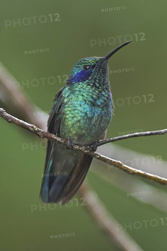 Green Violetear (Colibri thalassinus), Costa Rica