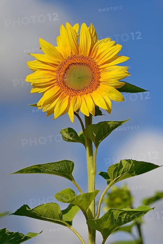 Sunflower (Helianthus annuus) in bloom, blue cloudy sky, North Rhine-Westphalia, Germany