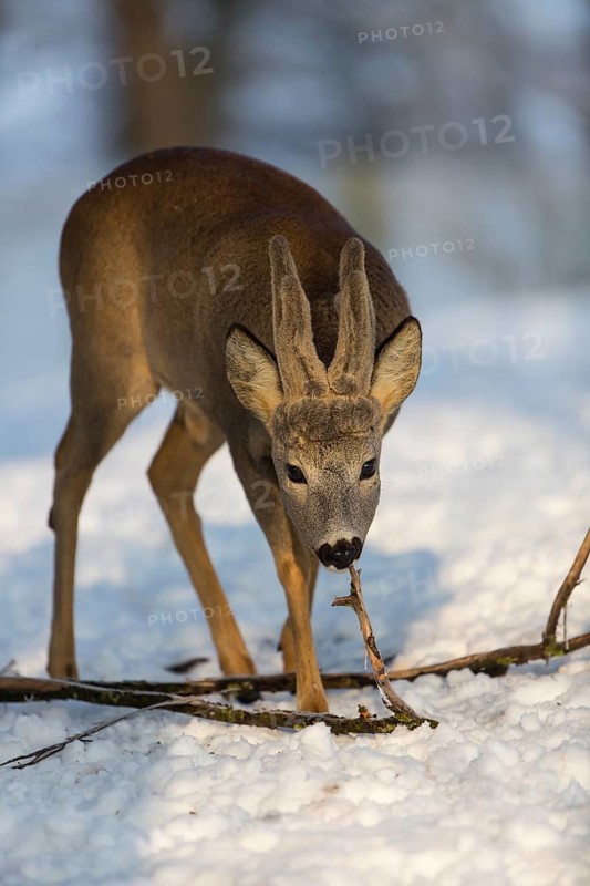 One male Roe Deer, (Capreolus capreolus), walking over a snowy meadow. Snow covered trees in the background