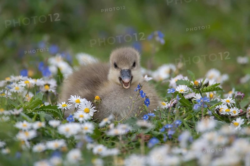 Greylag goose (Anser anser) juvenile baby gosling bird amongst Daisy and Speedwell spring flowers, England, United Kingdom