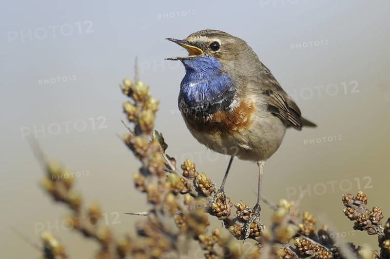 Bluethroat (Luscinia svecica cyanecula) singing, Texel, Netherlands