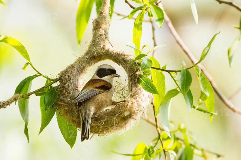 Beutelmeise adult männl. beginnt Nestbau