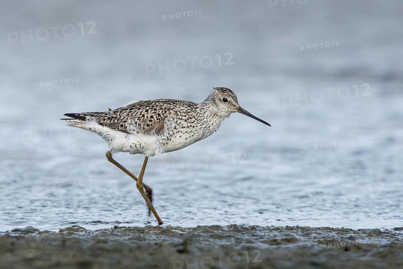 Marsh Sandpiper (Tringa stagnatilis) foraging