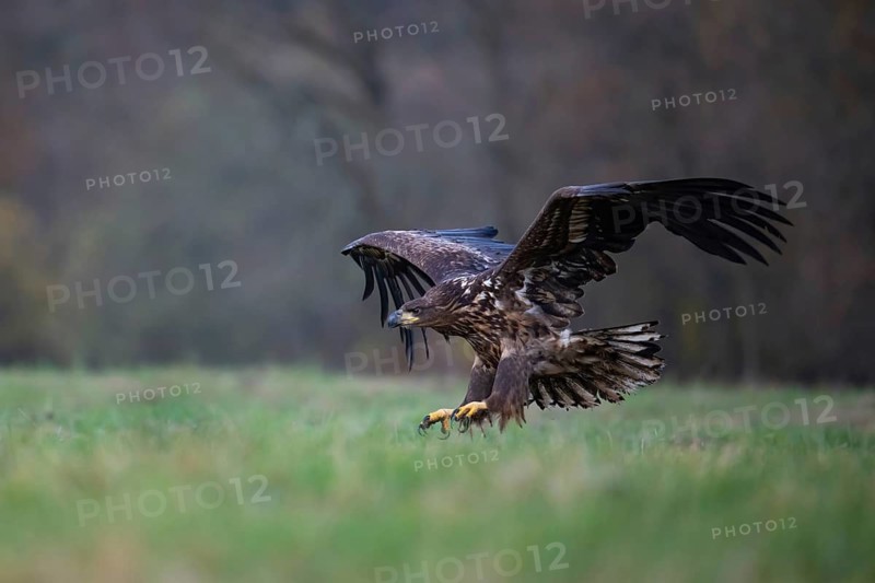 White-tailed eagle (Haliaeetus albicilla), juvenile, young white-tailed eagle approaching a forest clearing, Podlaskie Voivodeship, Poland