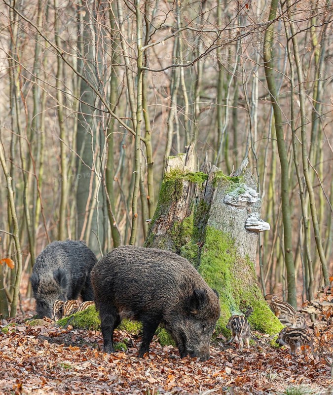 Wild boar, wild boar (Sus scrofa), bucks with young boars foraging in the forest, Germany