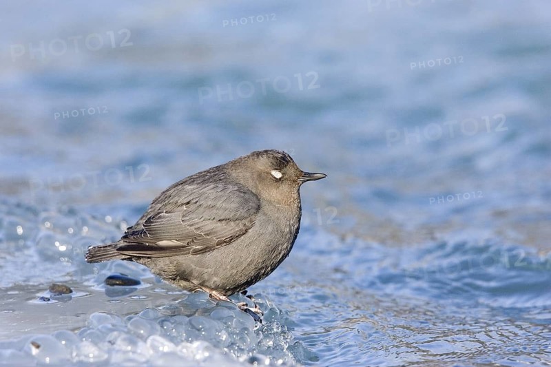 American Dipper Cinclus mexicanus Soldatna, Kenai Peninsula, ALASKA, USA March Adult showing white eyelid. Cinclidae