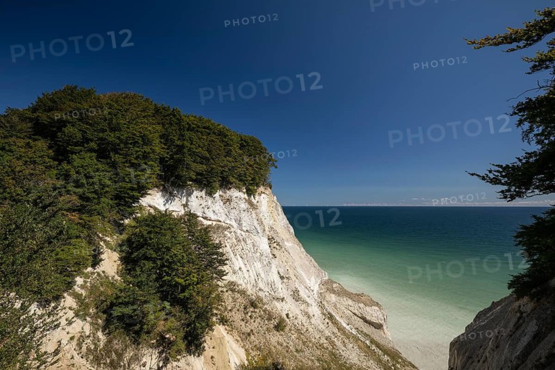 A high-angle panoramic vista of the white chalk cliffs and the Klintestien (cliff path) winding through lush green beech forests (Fagus sylvatica) . The turquoise and deep blue waters of the Baltic Sea meet the white shoreline under a vast, clear sky. Møns Klint, Denmark