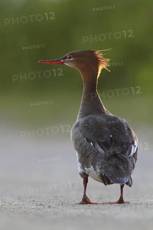Red-breasted Merganser (Mergus serrator) female, Schleswig-Holstein, Germany