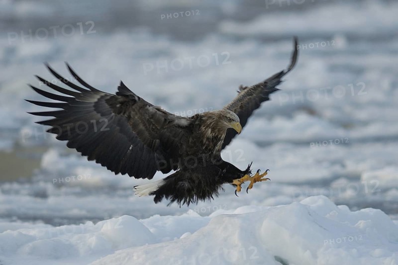White-tailed Eagle (Haliaeetus albicilla) flying, Hokkaido, Japan