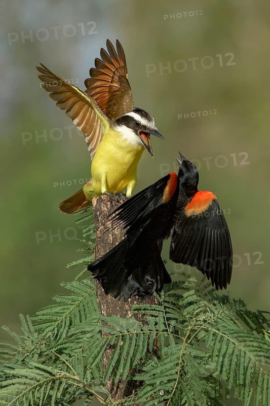Great Kiskadee (Pitangus sulphuratus) & male Red-shouldered Blackbird (Agelaius assimilis) wrangling, Texas, USA