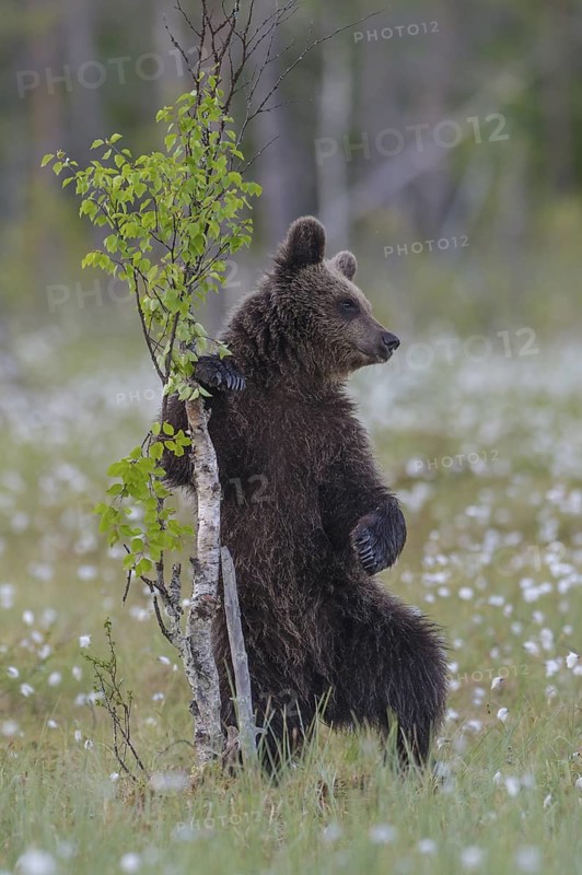 Eurasian Brown Bear (Ursus arctos) cub standing at young tree in white cottongrass, Finland