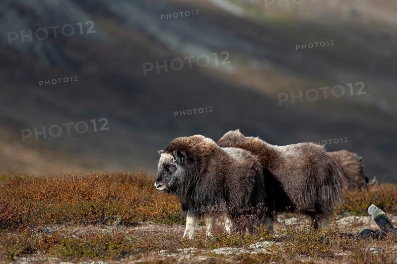 The musk ox calves (Ovibos moschatus) keep looking at the adult animals, eye contact is reassuring and can ensure survival in the event of an attack by wolves (Canis lupus), autumn, Ruska, autumn colours, Tundra landscape, Norway