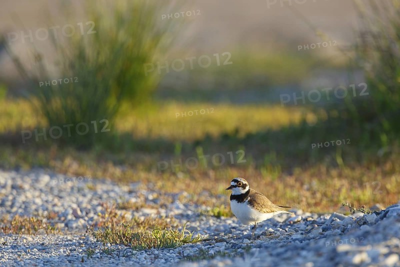 Little Ringed Plover (Charadrius dubius), North Rhine-Westphalia, Germany
