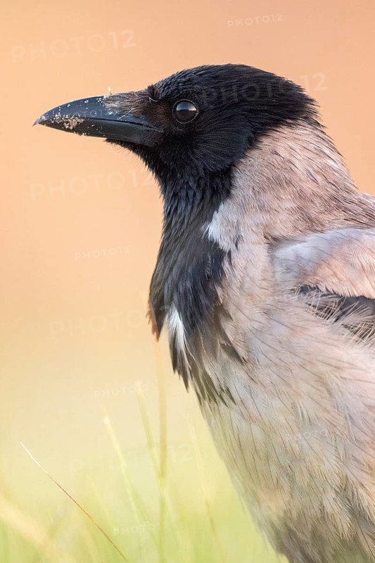 Hooded Crow (Corvus cornix), Romania