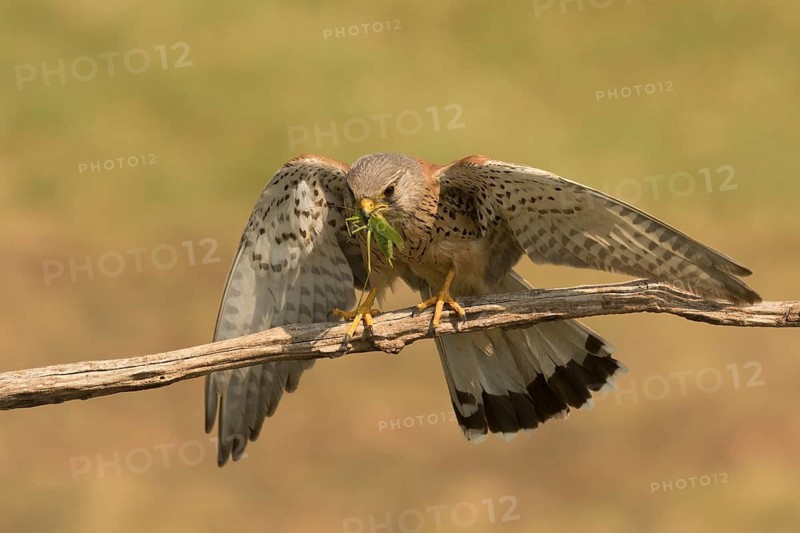 Common Kestrel (Falco tinnunculus) male perched on a branch with captured grasshopper, Serbia