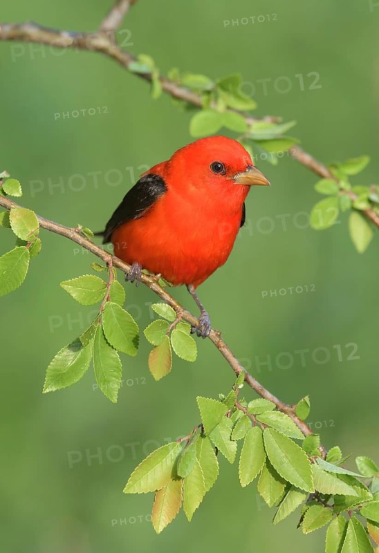 Scarlet Tanager (Piranga olivacea) male perched on a branch, Texas, USA