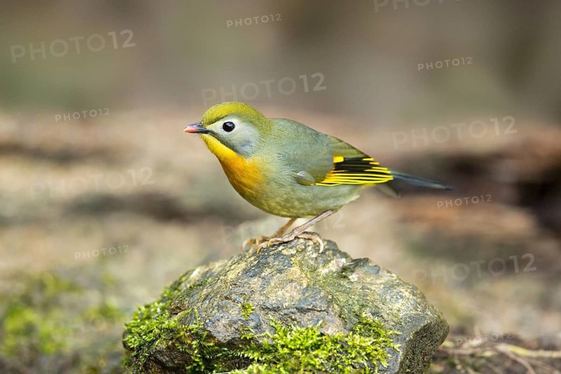 Red-billed Leiothrix (Leiothrix lutea), Yunnan, China