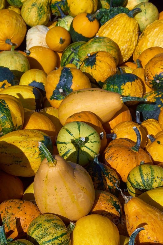 Varied pumpkins in shades of green, yellow and orange, creating an autumnal atmosphere and natural freshness, Germany
