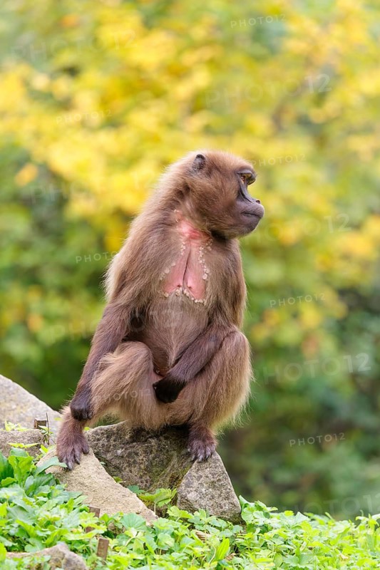 A female Gelada (Theropithecus gelada), or bleeding-heart monkey sits in beautiful light on a rock lying in green vegetation. A green and yellow forest can be seen in the background