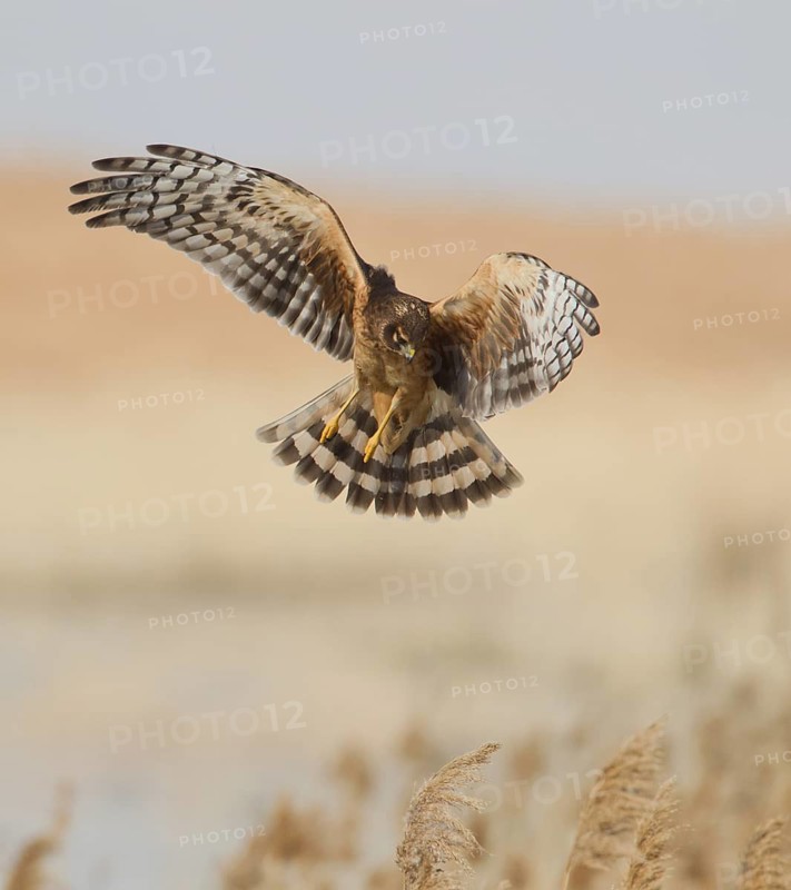 Northern Harrier (Circus hudsonius) juvenile flying, Utah, USA