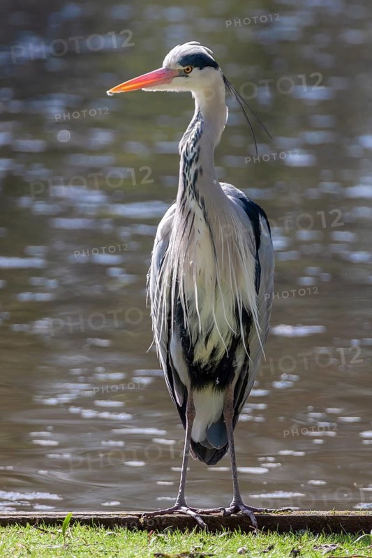 Grey heron (Ardea cinerea), Rhineland-Palatinate, Germany
