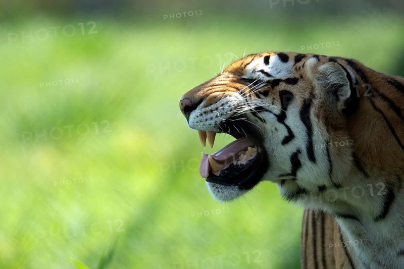 Close-up of a Bengal tiger, Panthera tigris tigris, yawning with a vivid green natural background highlighting its sharp teeth and strong jaw