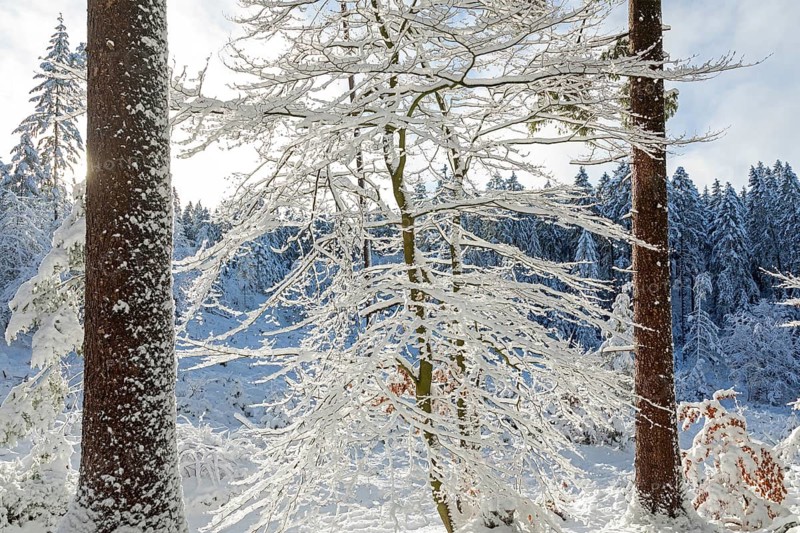 Snowy trees, tree trunks, forest, snow, winter, Sieversen, Samtgemeinde Rosengarten, Lower Saxony, Germany
