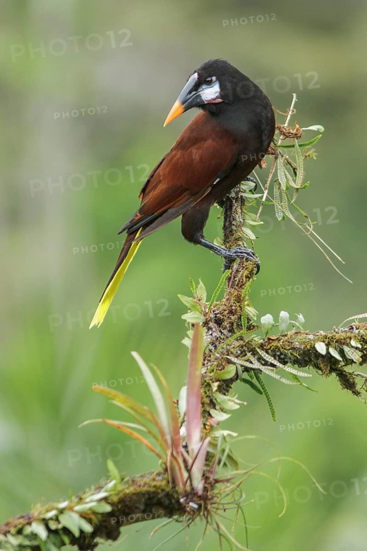 Montezuma Orependola (Psarocolius montezuma) perched on a branch in Costa Rica