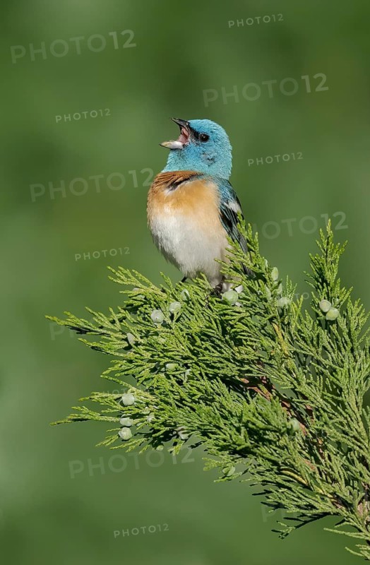 Lazuli Bunting (Passerina amoena) male singing, perched on a branch, British Columbia, Canada