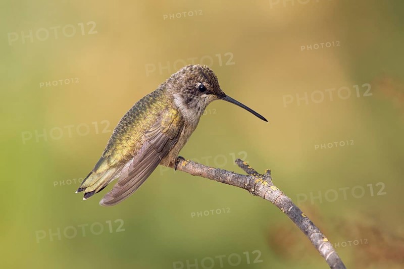 Juvenile Anna's Hummingbird perched on a twig