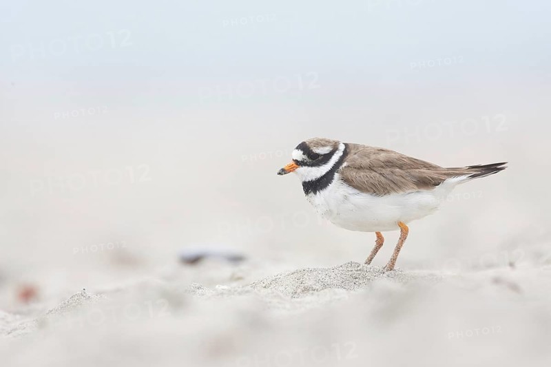 Common Ringed Plover (Charadrius hiaticula), Schleswig-Holstein, Germany