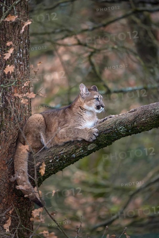 One young adult cougar, Puma concolor, resting on a big branch high up in an oak tree