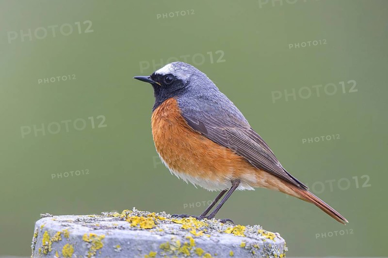 Common Redstart (Phoenicurus phoenicurus) male, North Rhine-Westphalia, Germany