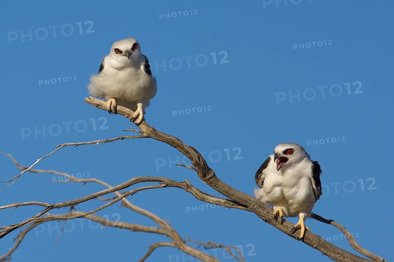 Schwarzachselaar (Elanus scriptus) pair, South Australia, Australia