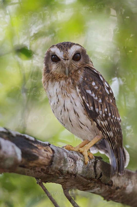 Bare-legged Owl (Gymnoglaux lawrencii) perched on a branch in Cuba