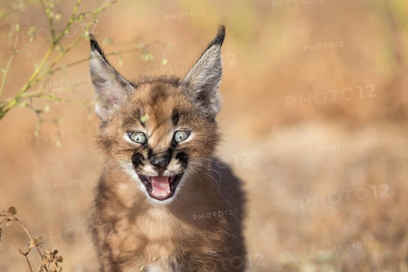 Caracal (Caracal caracal) cub portrait, Castile-La Mancha, Spain